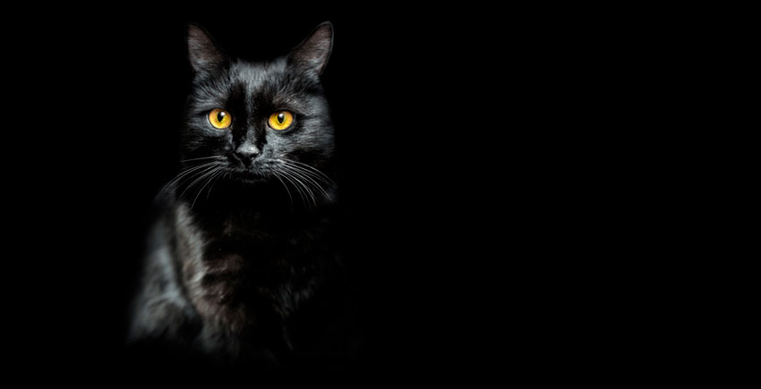 Mutual Funds Omnibus Transparency – Lighting up the Black Cat in the Dark Room